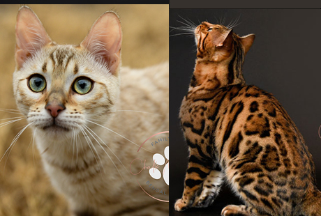 bengal kittens for sale